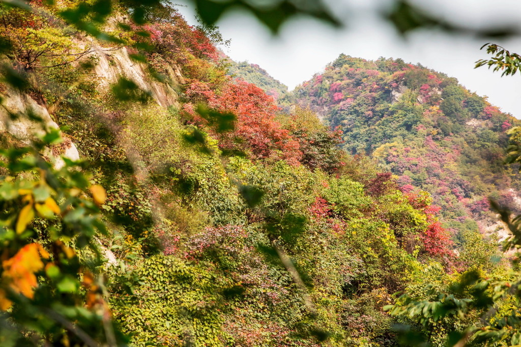 养羊人在选择养羊的时候要学会“看五件事”!【3377app】(图2) 3377官网