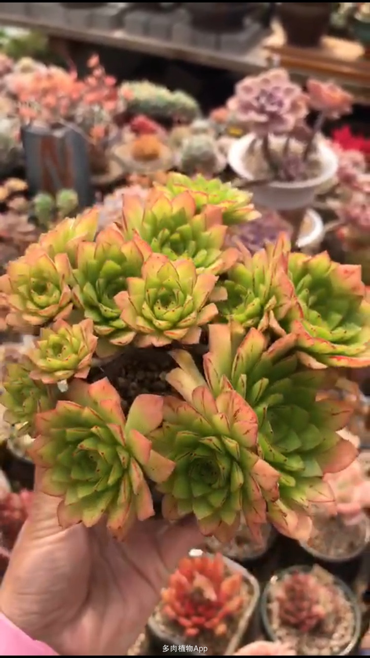 2016北京市高考本科提前批C段高校录取最低分出炉:3377官网(图1) 3377体育