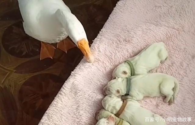 3377体育-独山县第二幼儿园党支部党员大会(图1)