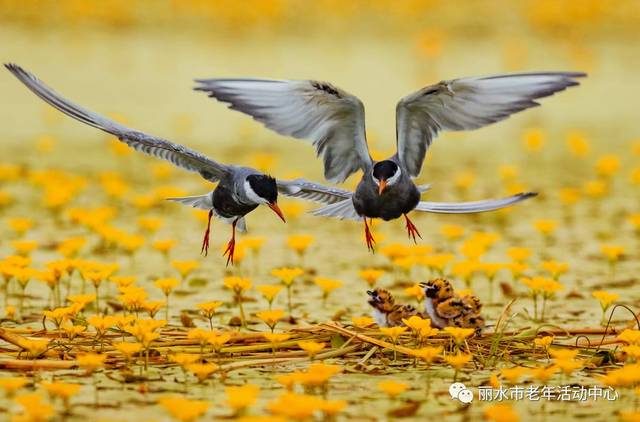 ‘3377体育’福建省明年高职单招专业技能测试分5类计算机独立成类(图1)